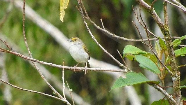Yellow-browed Sparrow - ML588686031
