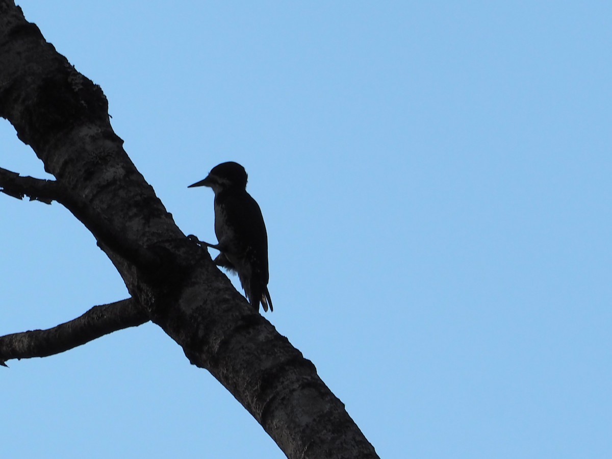 Black-backed Woodpecker - ML588688821