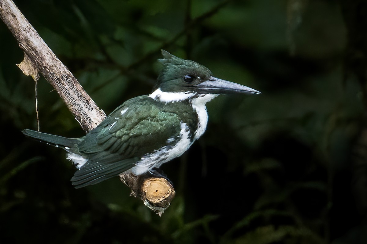 Amazon Kingfisher - Juan Torres Tavera