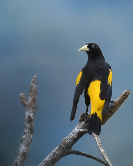 Yellow Rumped Bird Named Cacique Is Hiding In The Leafs Of Tropical Tree  Small Black Bird With Blue Eyes And Yellow Wings Is Naturaly Living In  Brazil Rainforest Stock Photo - Download