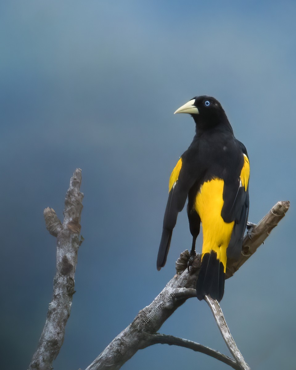 Yellow-rumped Cacique - ML588689861