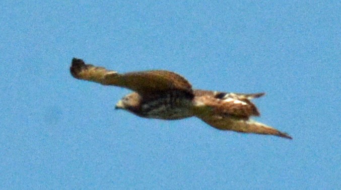 Broad-winged Hawk - ML588689891