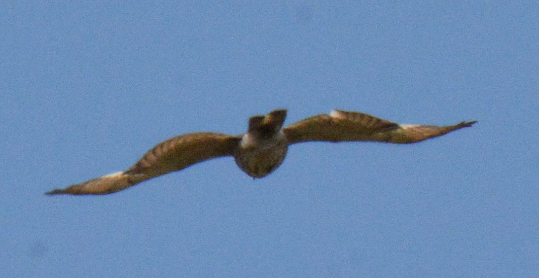 Broad-winged Hawk - ML588689901