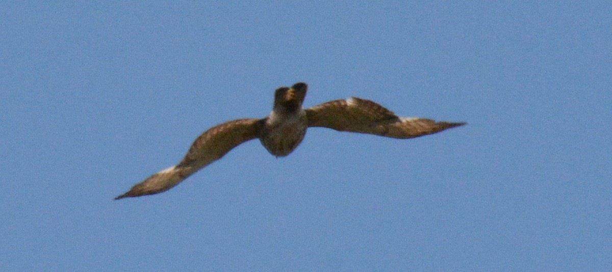 Broad-winged Hawk - ML588689911