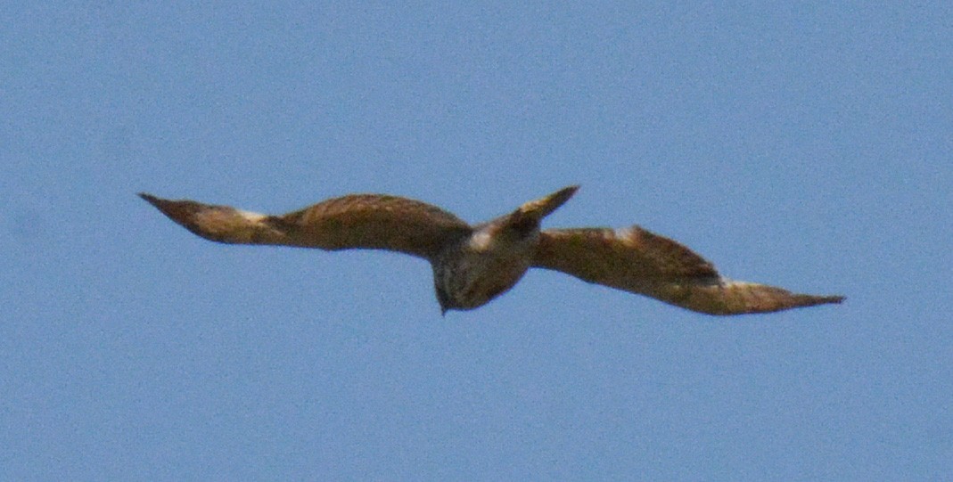 Broad-winged Hawk - ML588689921
