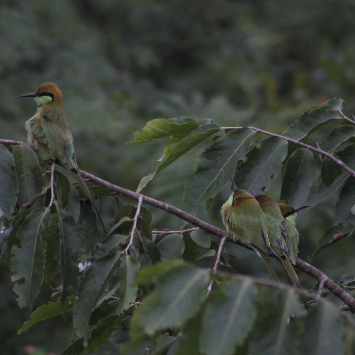 Asian Green Bee-eater - ML588694131