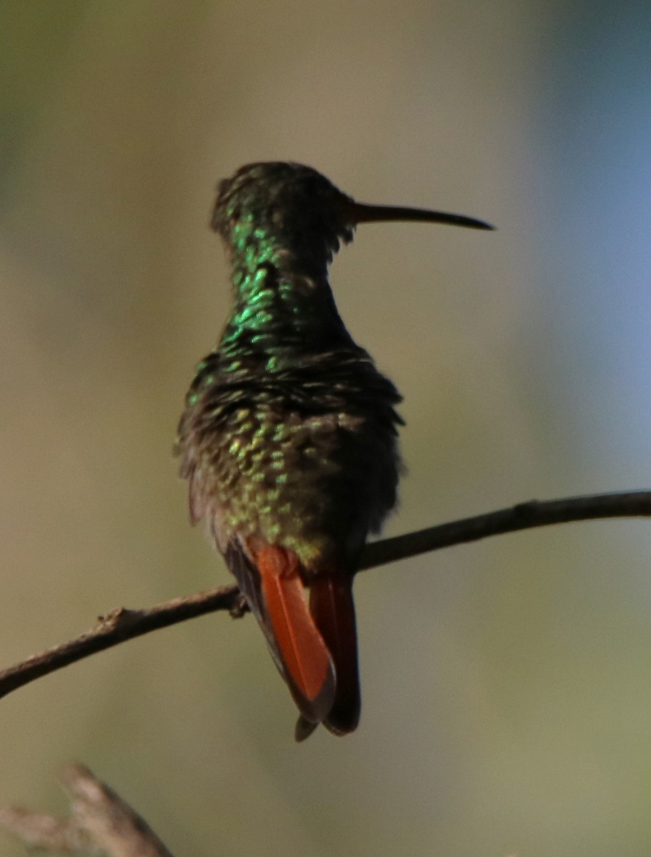 Rufous-tailed Hummingbird - ML588697981