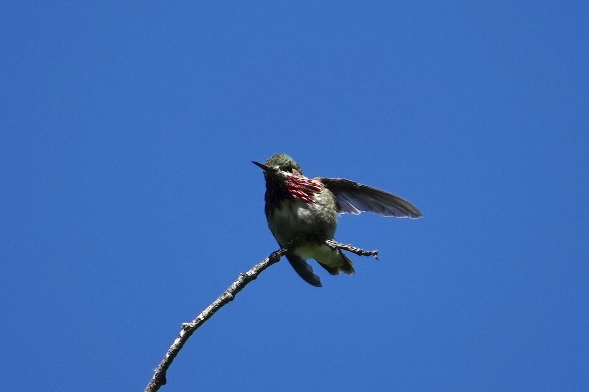 Calliope Hummingbird - ML588698191