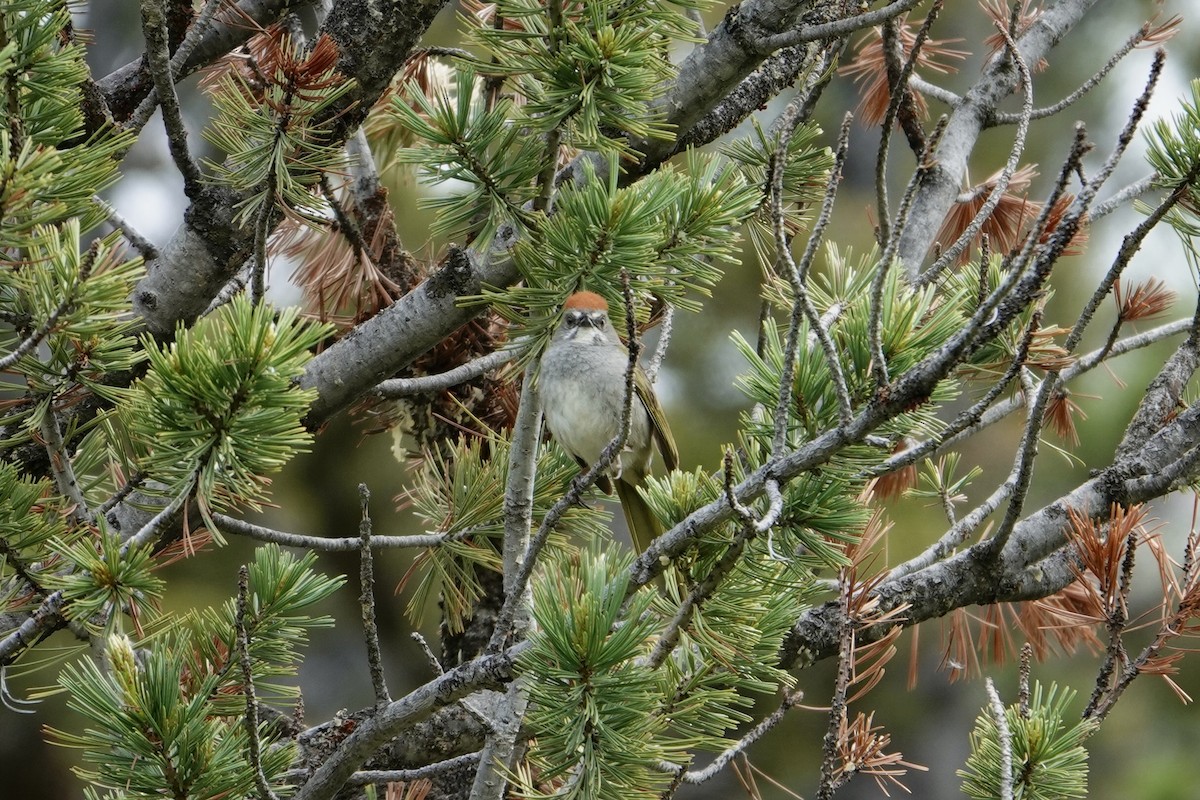 Green-tailed Towhee - Shannon  Hobson