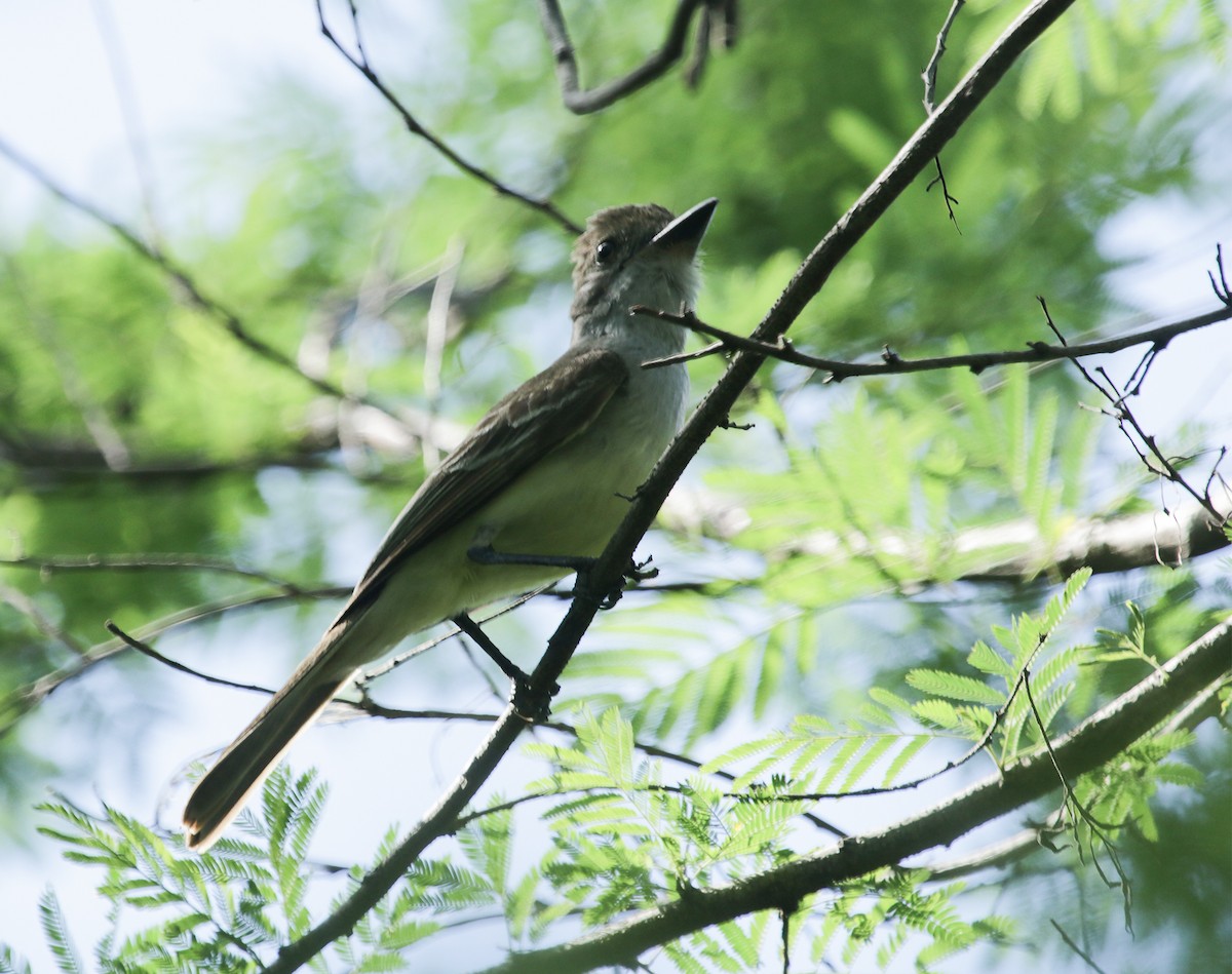 Brown-crested Flycatcher (South American) - ML588698971