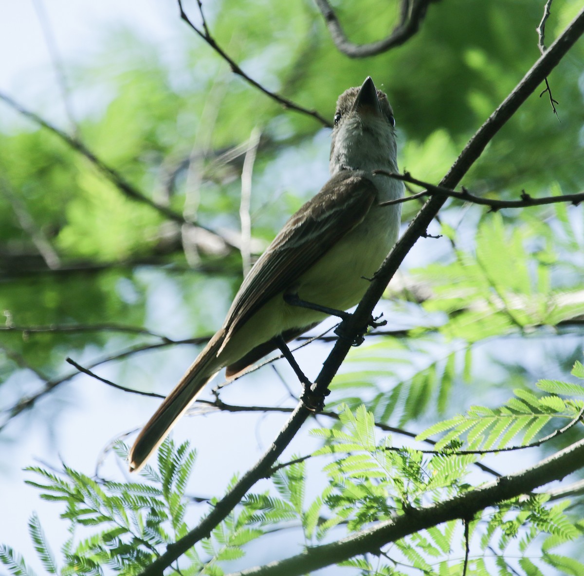 Brown-crested Flycatcher (South American) - ML588699031
