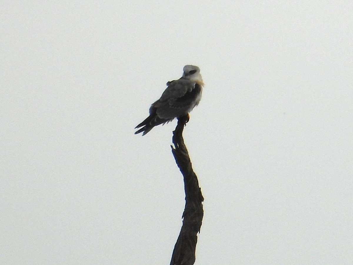 Black-shouldered Kite - ML588705591