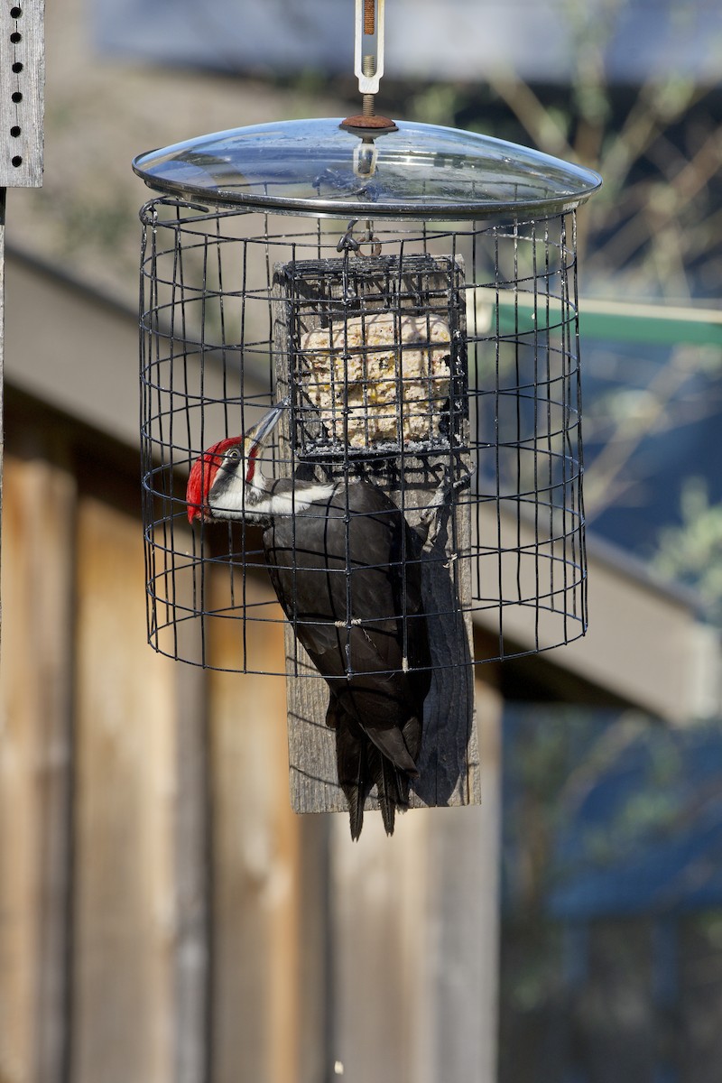 Pileated Woodpecker - ML588707251