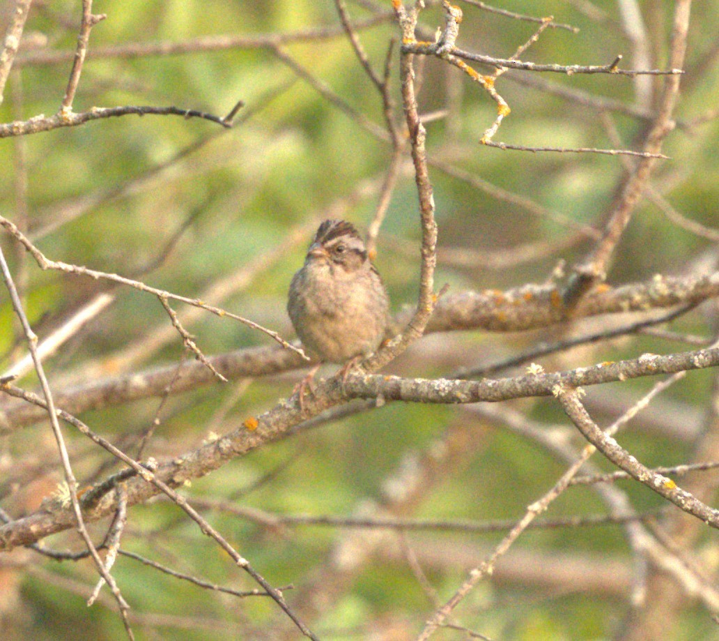 Swamp Sparrow - ML588707471