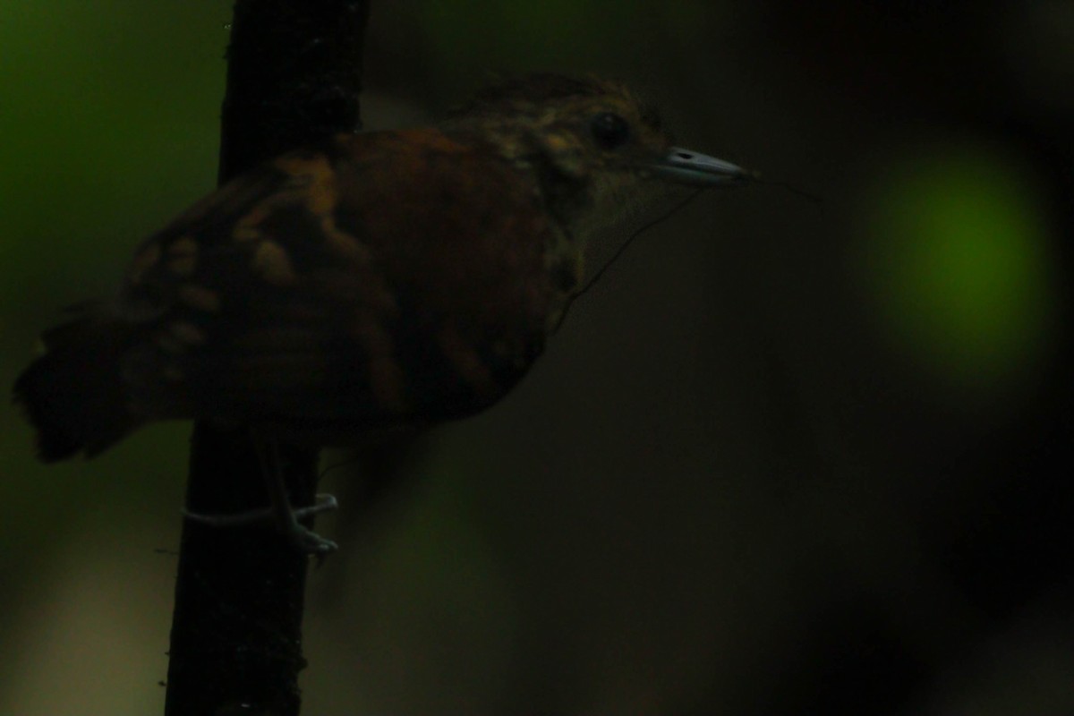Spotted Antbird - ML588710561