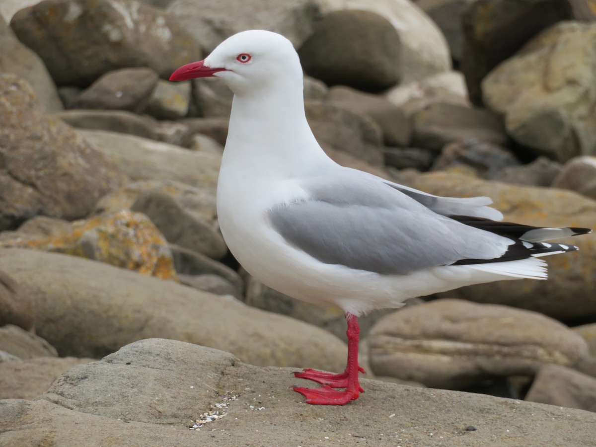 Silver Gull (Red-billed) - ML588714091