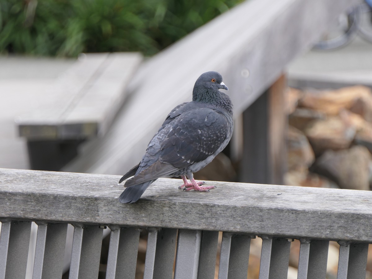 Rock Pigeon (Feral Pigeon) - ML588714601