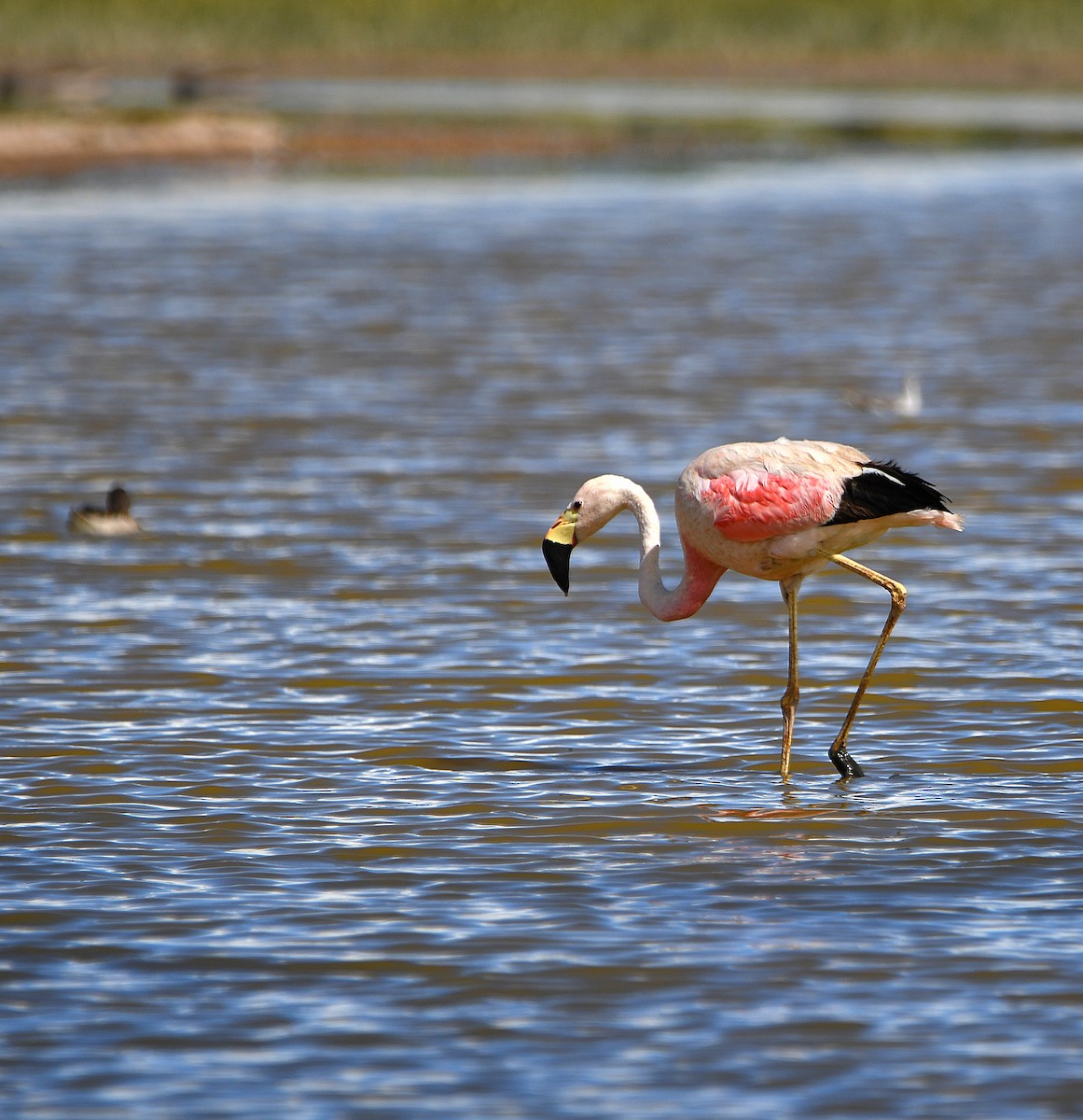 And Flamingosu - ML588716111
