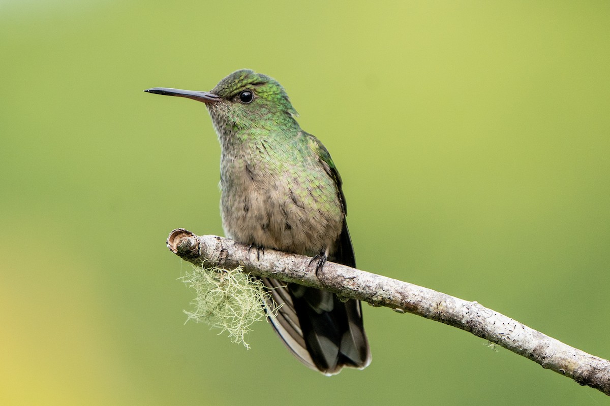 Scaly-breasted Hummingbird - Anthony Batista