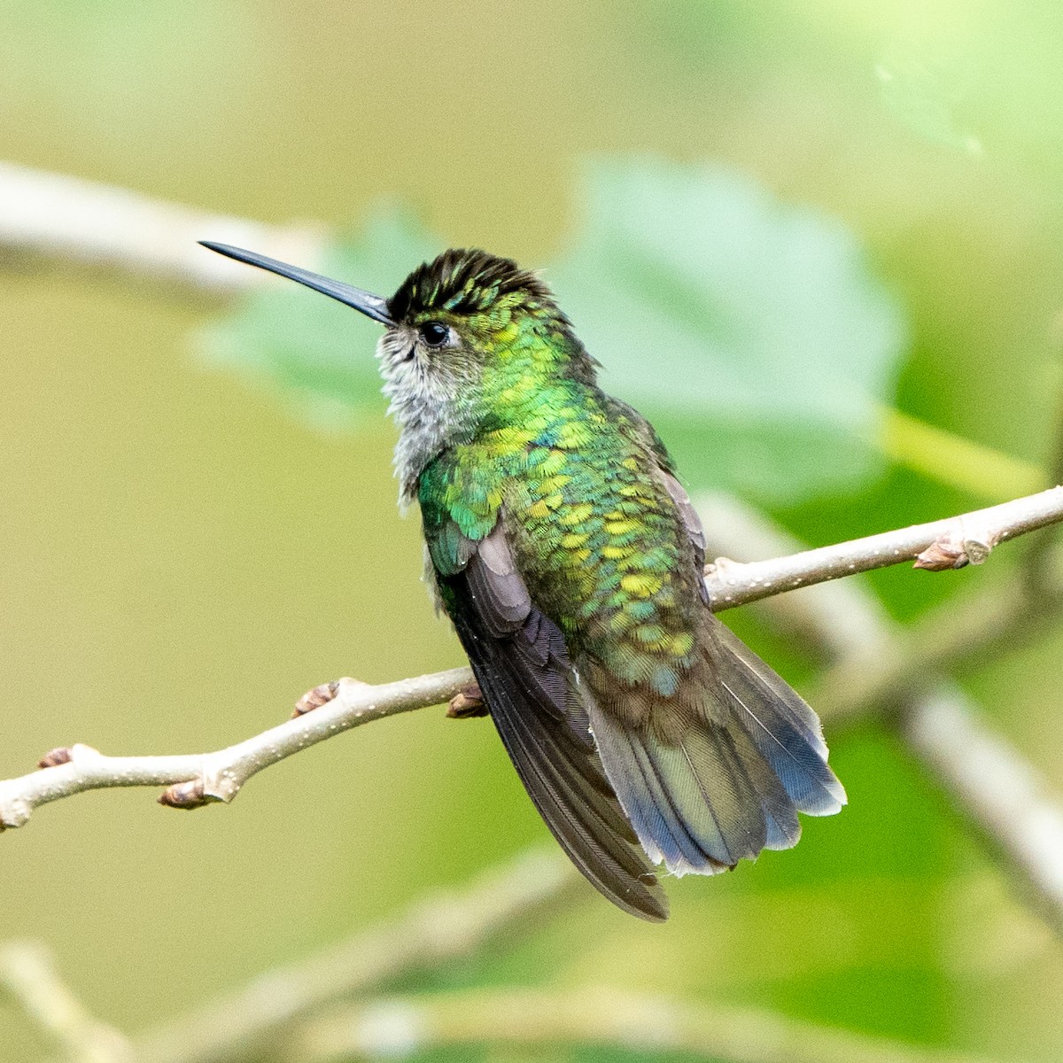 Charming Hummingbird - ML588717111
