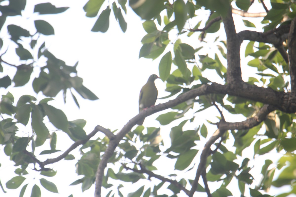 Thick-billed Green-Pigeon - ML588718821