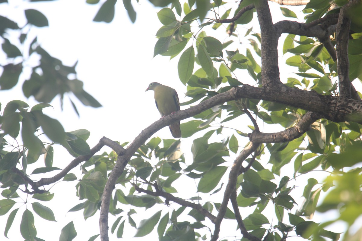 Thick-billed Green-Pigeon - ML588718831
