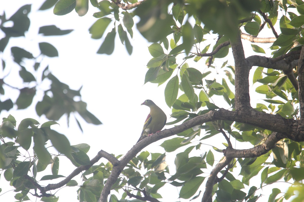 Thick-billed Green-Pigeon - Karthick VS