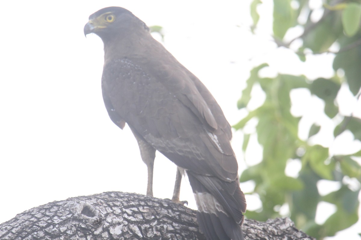 Crested Serpent-Eagle - ML588719081