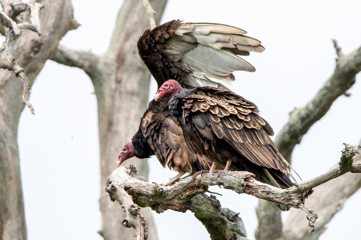 Turkey Vulture - ML588720831