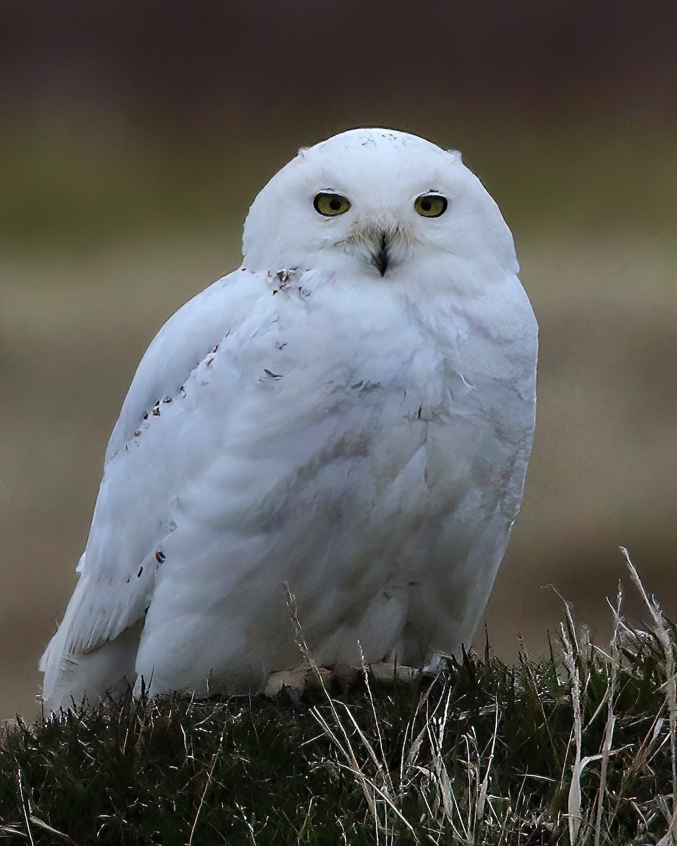 Snowy Owl - ML588725161