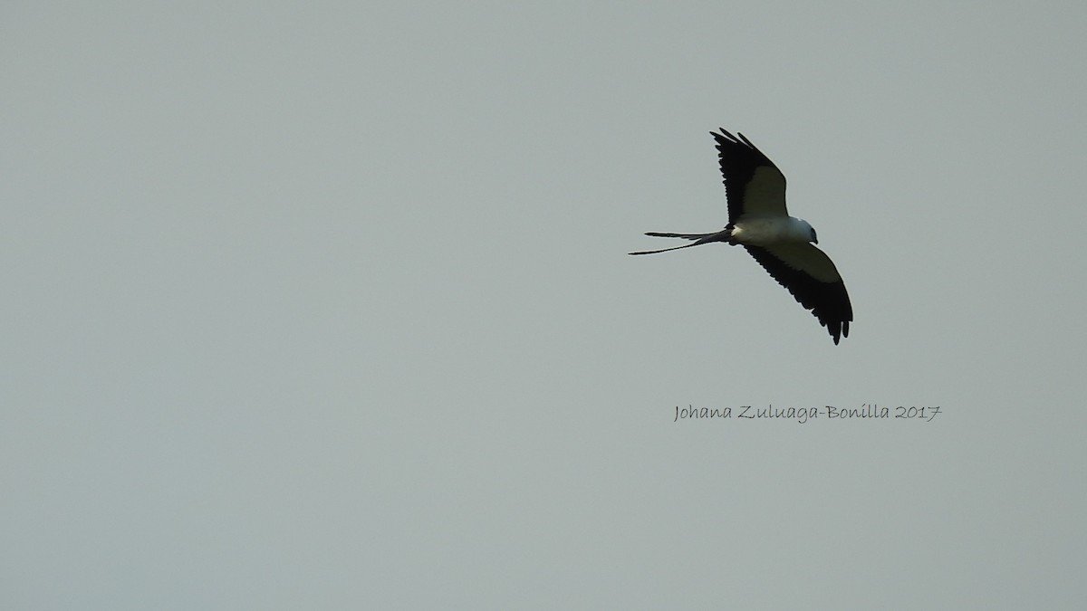 Swallow-tailed Kite - ML58872541