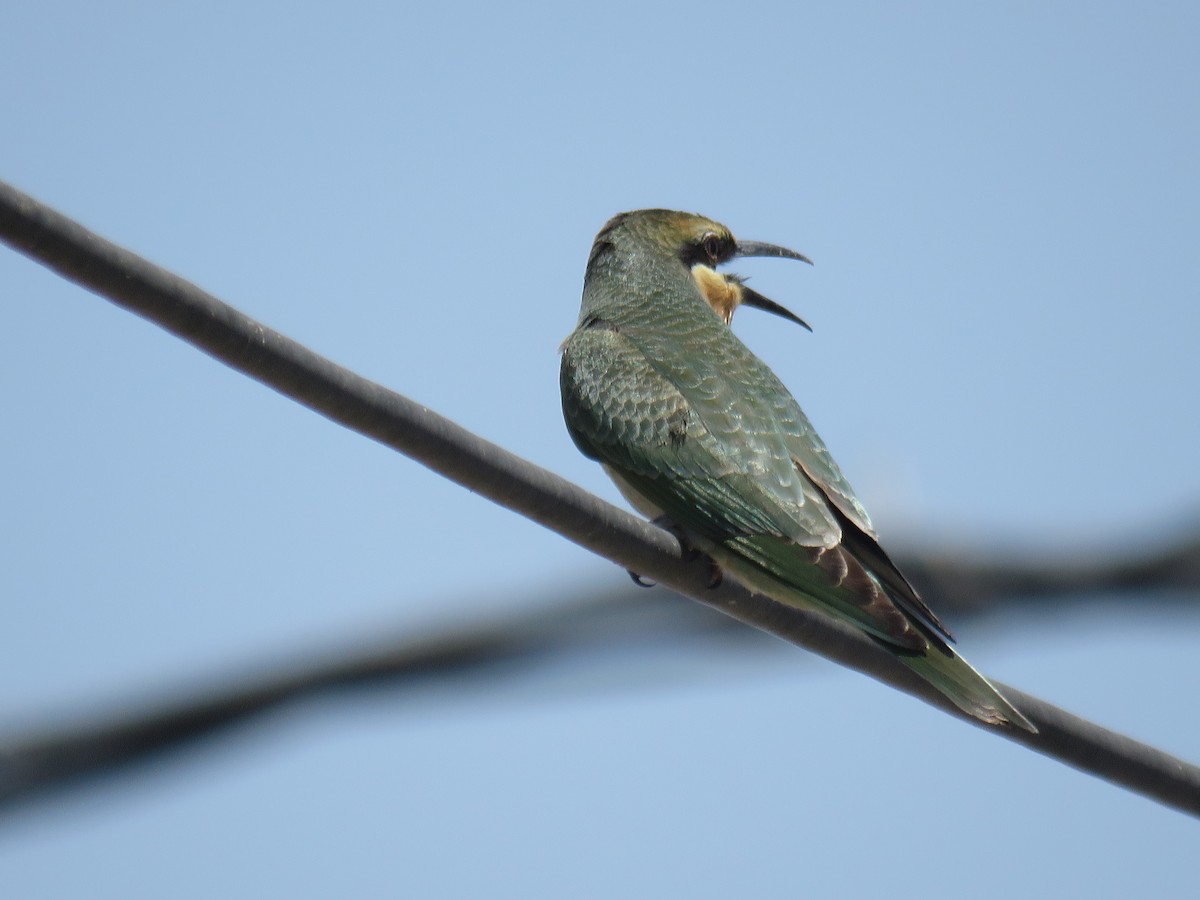Blue-cheeked Bee-eater - ML588725641