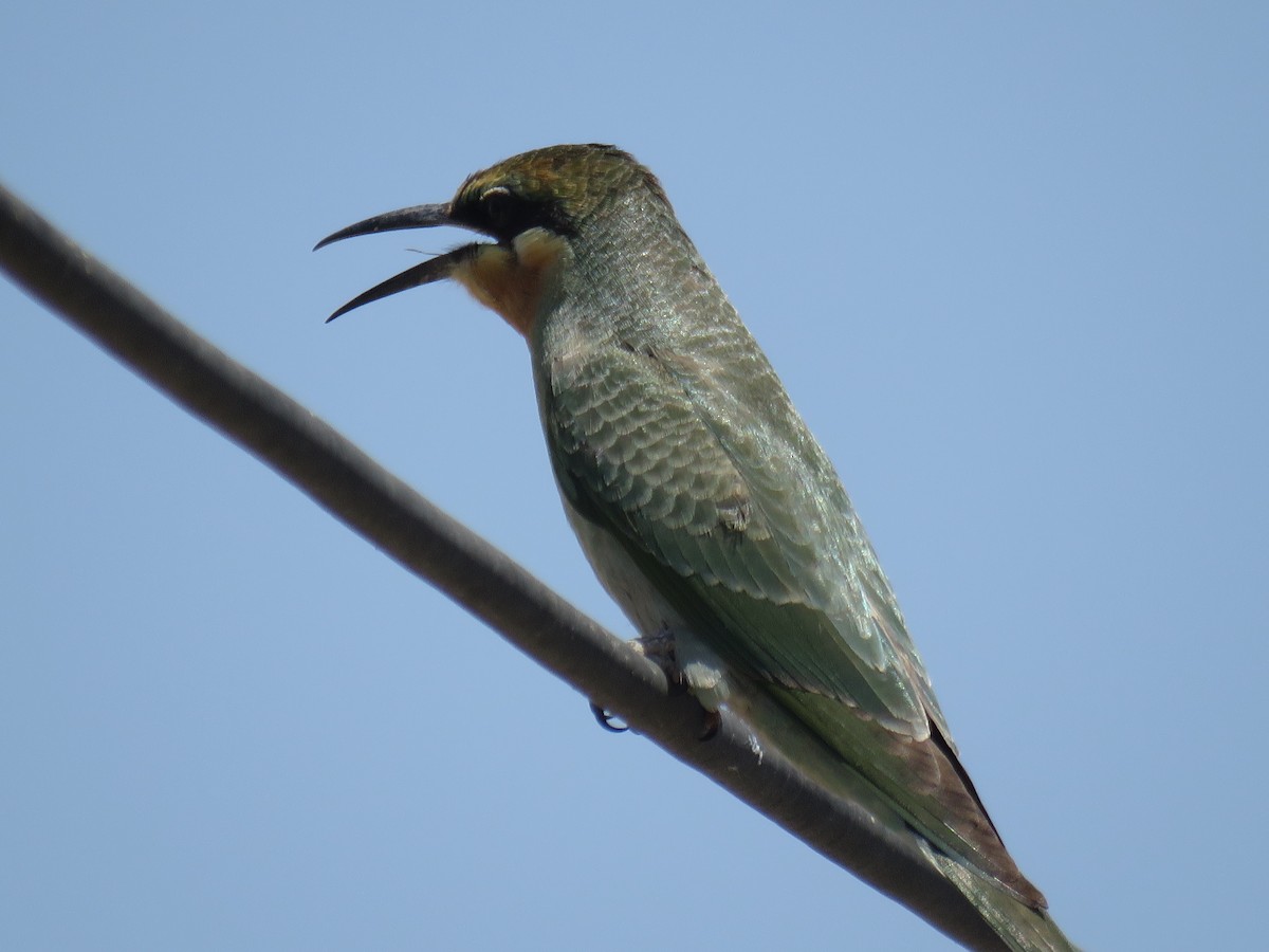 Blue-cheeked Bee-eater - ML588725651