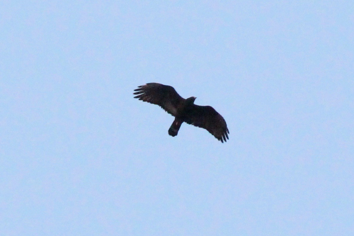 Zone-tailed Hawk - Michael Vasi