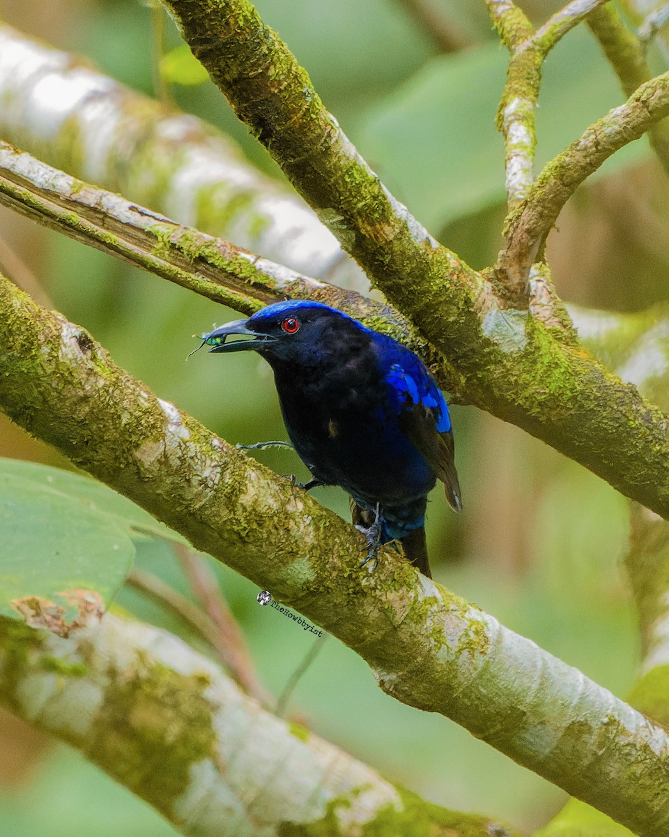 Philippine Fairy-bluebird - ML588731611