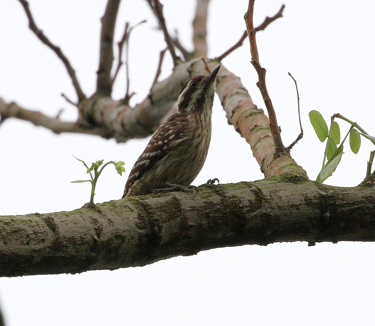 Sunda Pygmy Woodpecker - ML588731841