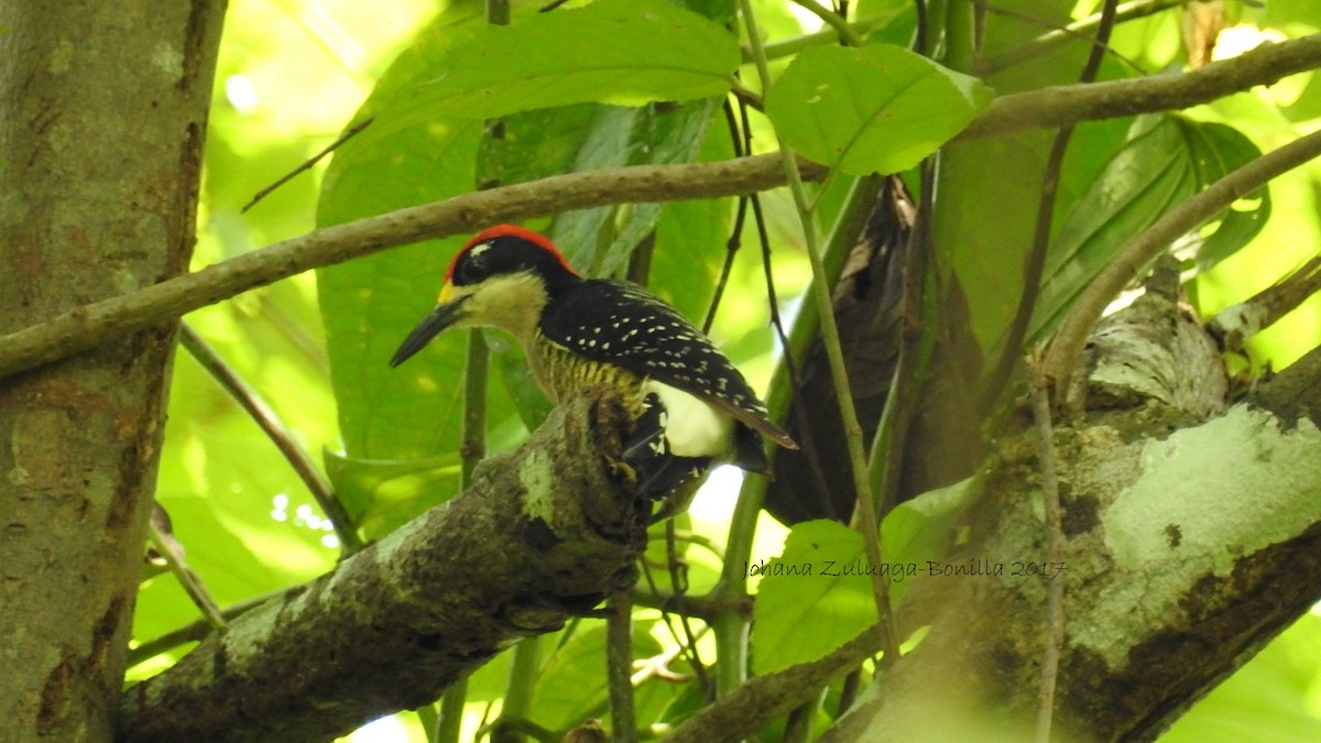 Black-cheeked Woodpecker - Johana Zuluaga-Bonilla