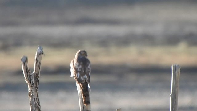 Eurasian Sparrowhawk - ML588735691