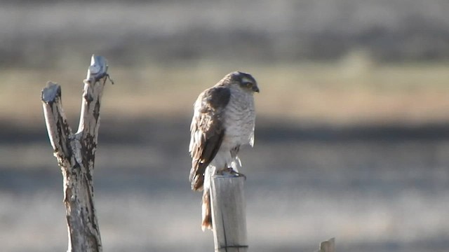 Eurasian Sparrowhawk - ML588735811