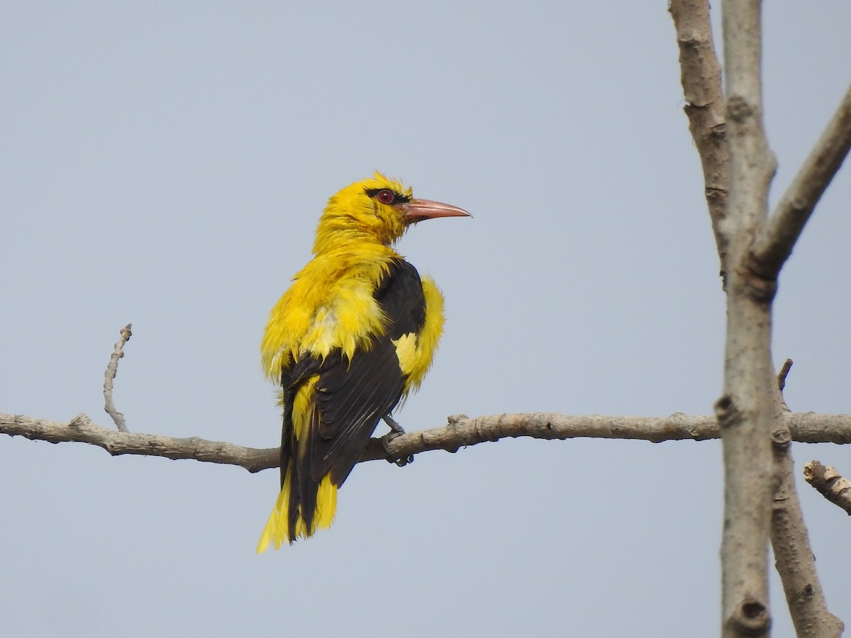 Indian Golden Oriole - ML588737871