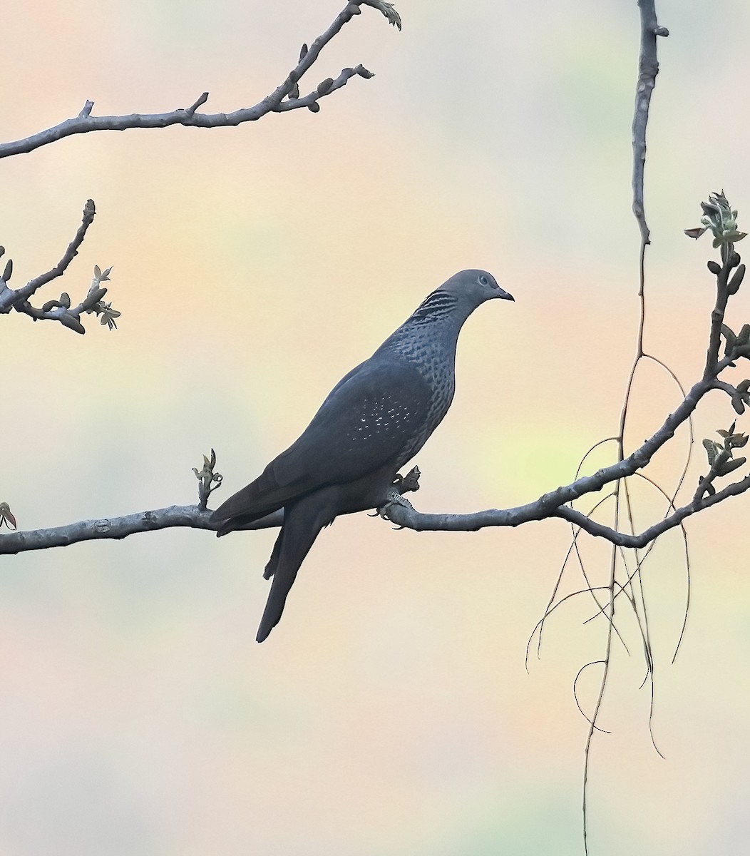 Speckled Wood-Pigeon - Sudip Simha