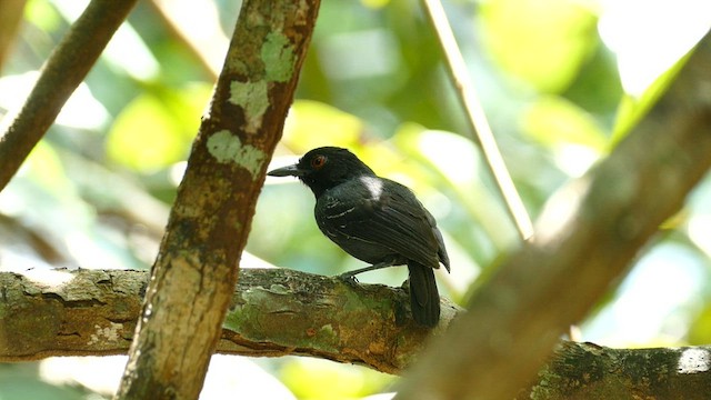 Black-tailed Antbird - ML588742331
