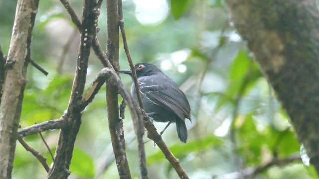 Black-tailed Antbird - ML588742621