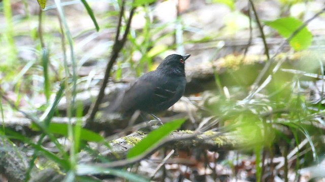 Black-tailed Antbird - ML588742761