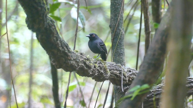 Band-tailed Antbird - ML588742961