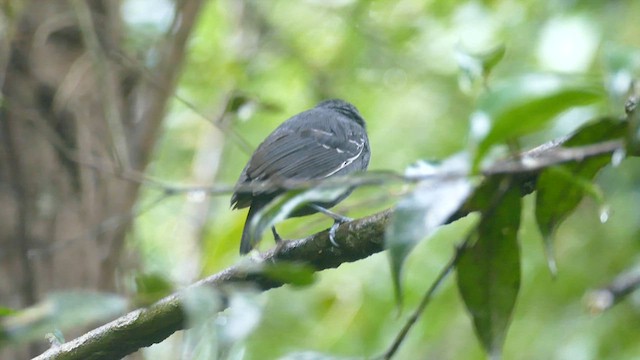 Black-tailed Antbird - ML588743051