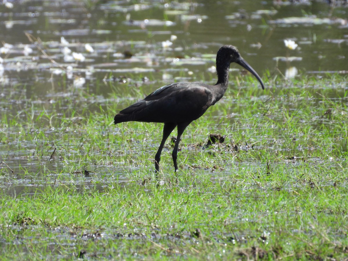 ibis hnědý - ML588745361