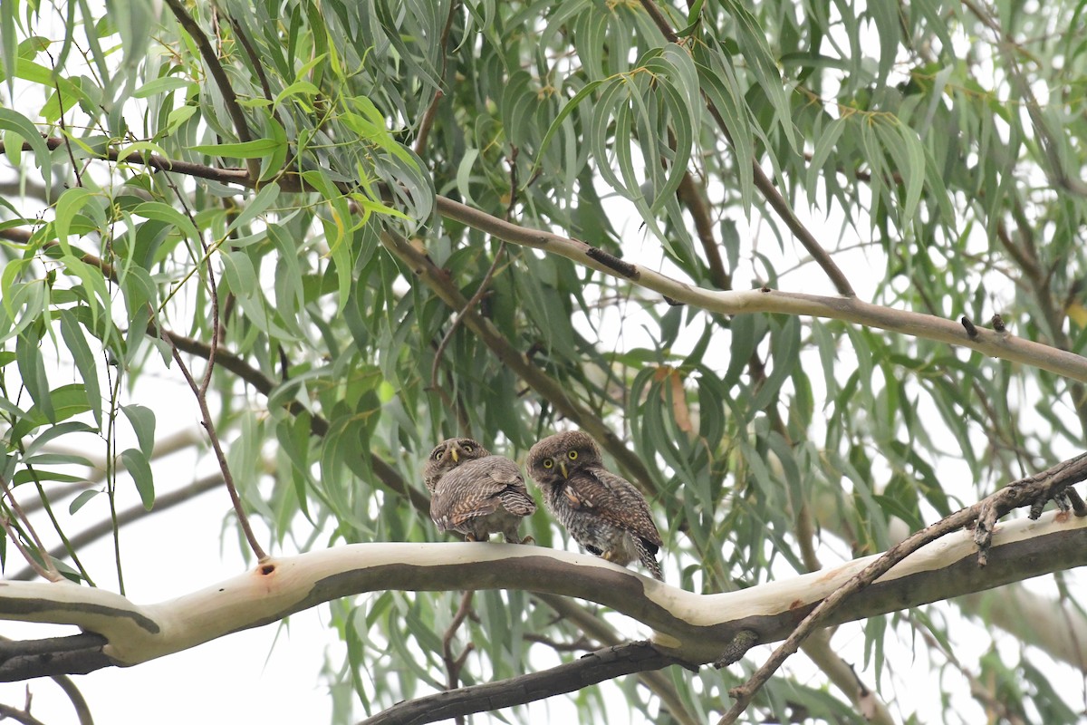 Jungle Owlet - Mahender Alpula