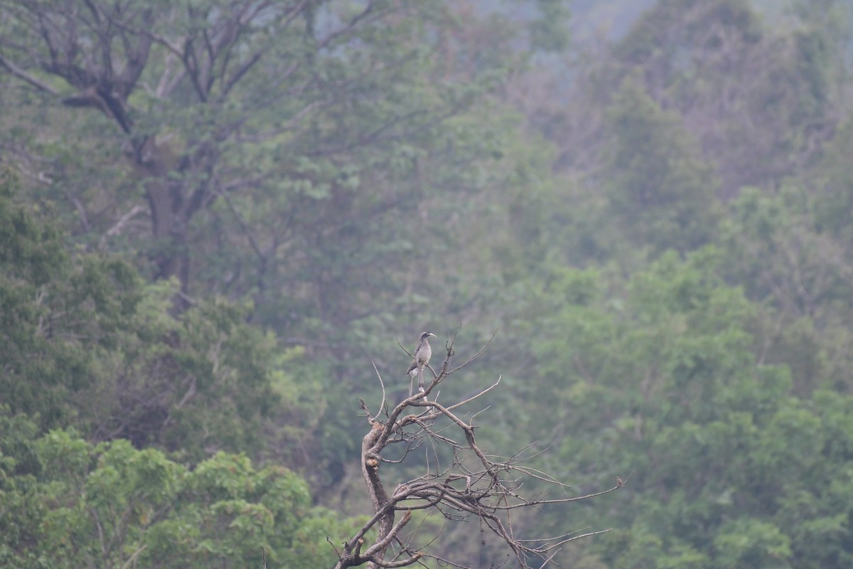 Indian Gray Hornbill - Mahender Alpula