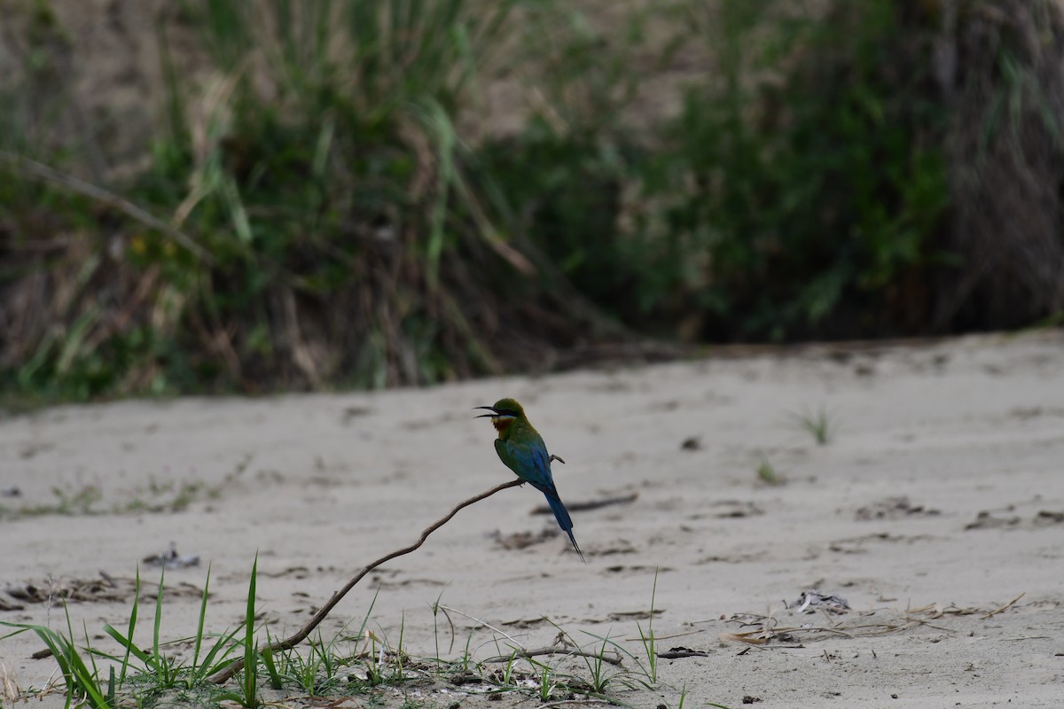 Blue-tailed Bee-eater - ML588747221